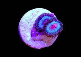 Miami Vice Zoa