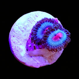 Miami Vice Zoa