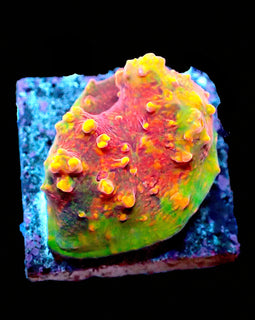 ULPS Supernova Glitter Chalice