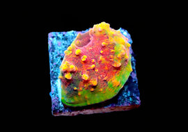 ULPS Supernova Glitter Chalice