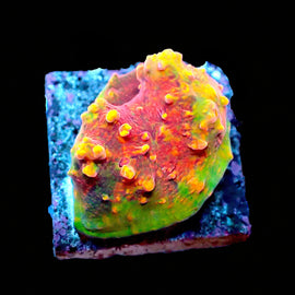 ULPS Supernova Glitter Chalice