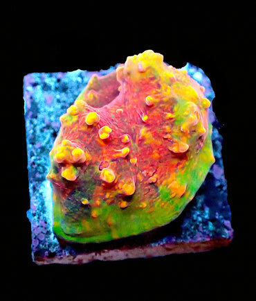 ULPS Supernova Glitter Chalice