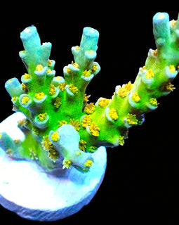 Orange Passion frag