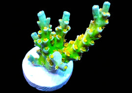 Orange Passion frag