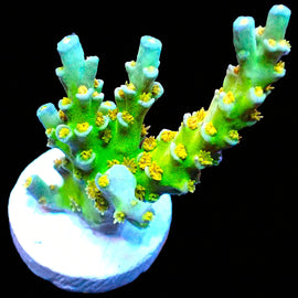 Orange Passion frag