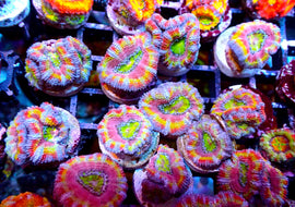 Rainbow Acan