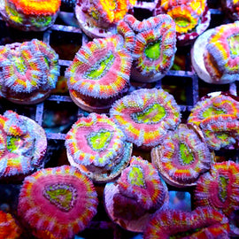 Rainbow Acan
