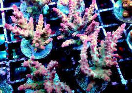 Large Vivids confetti acro