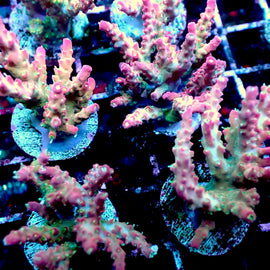 Large Vivids confetti acro