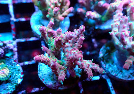 Large Vivids confetti acro