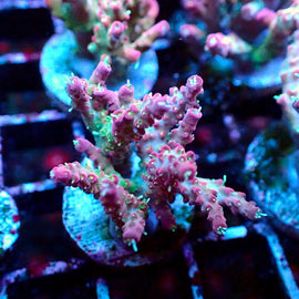 Large Vivids confetti acro