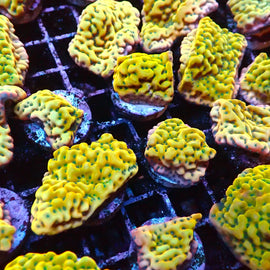 Large Kung Pao Montis