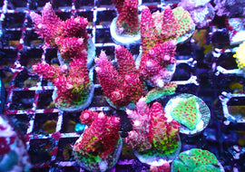 Large TSA Princess Peach Frags