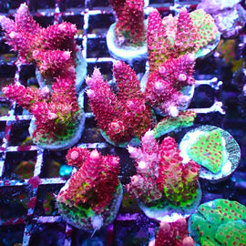 Large TSA Princess Peach Frags