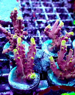 Chunky JF Flame acro