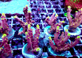 Chunky JF Flame acro