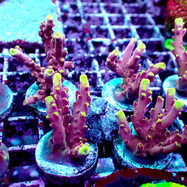 Chunky JF Flame acro