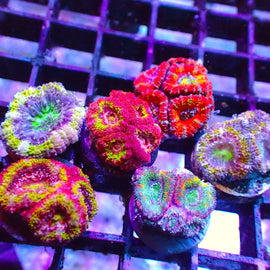 Rainbow/ Ultra Acan Pack