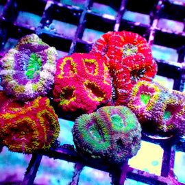 Ultra Acan Pack