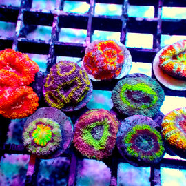 Large Ultra/Rainbow Acan pack