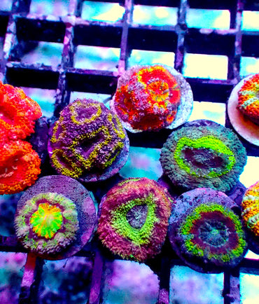 Large Ultra/Rainbow Acan pack