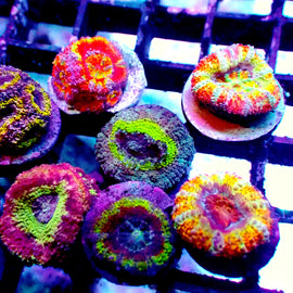 Large Ultra/Rainbow Acan pack