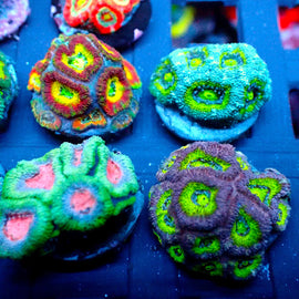 Mega Micromussa PACK!