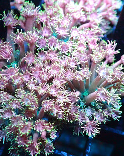 Ultra Goniopora