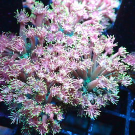 Ultra Goniopora