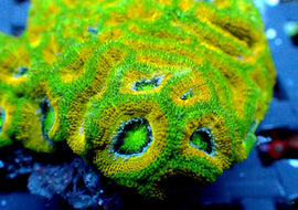 ULC Rasta Man ultra acan