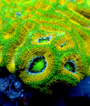 ULC Rasta Man ultra acan
