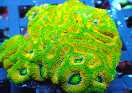 ULC Rasta Man ultra acan