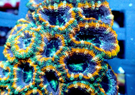 Ultra Acan