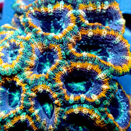 Ultra Acan