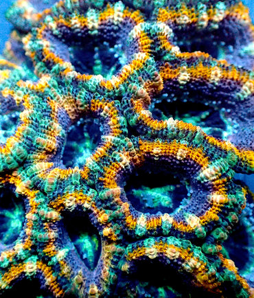 Ultra Acan