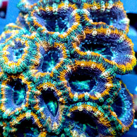 Ultra Acan
