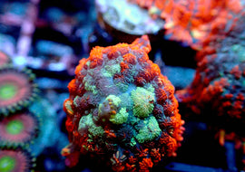Multi coloured rhodactus