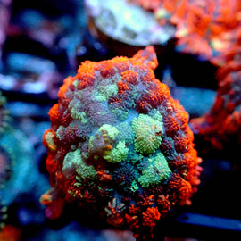 Multi coloured rhodactus