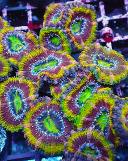 Psychedelic Acan