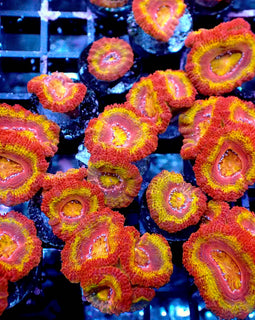 Ultra Iron Man Acan