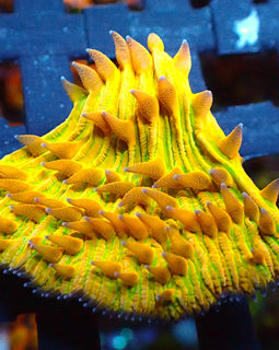 Ultra Golden Plate Coral