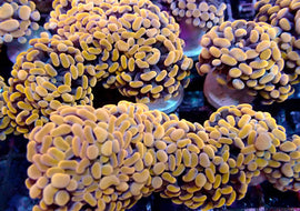 Peachy Orange hammer (small branching hammer)