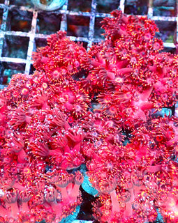 Long Tentacled Red Goni frags