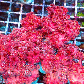 Long Tentacled Red Goni frags