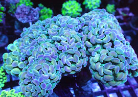 Multi Coloured Pastel small branching Hammer