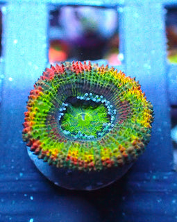 Rainbow Acan 1