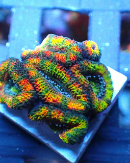 Rainbow Acan Mini Colony