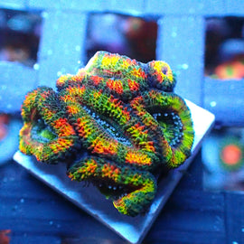 Rainbow Acan Mini Colony