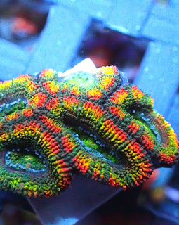 Rainbow Acan 3