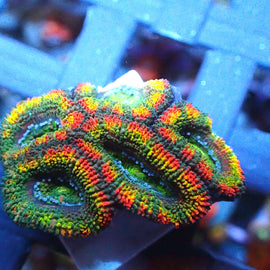 Rainbow Acan 3